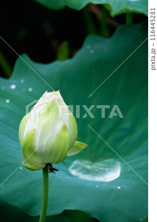 lotus flower lotus flower 116445281