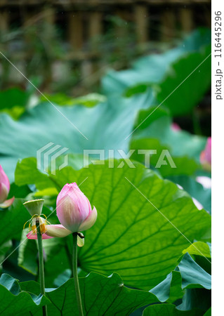 lotus flower lotus flower 116445296