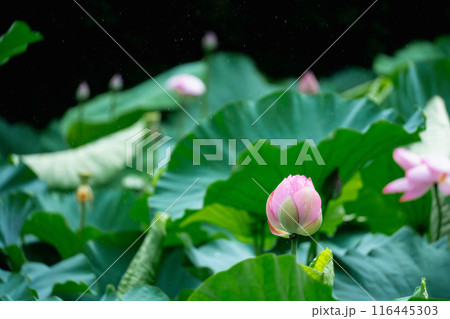 lotus flower 116445303