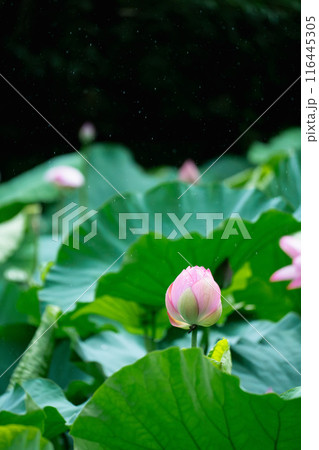 lotus flower lotus flower 116445305