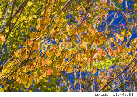 カツラの紅葉 116445391