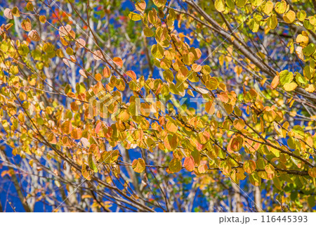 カツラの紅葉 カツラの紅葉 116445393