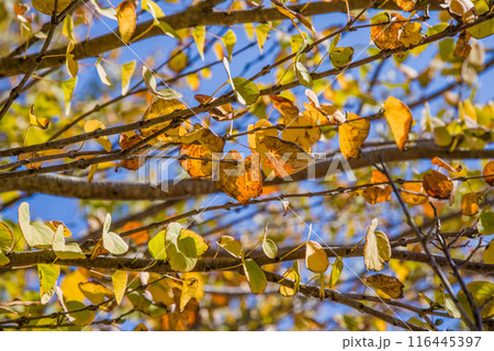 カツラの紅葉 カツラの紅葉 116445397