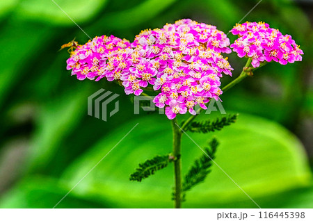 ノコギリソウの花  116445398