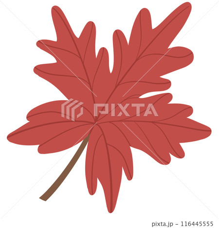 red maple leaf isolated on white background red maple leaf isolated on white background 116445555