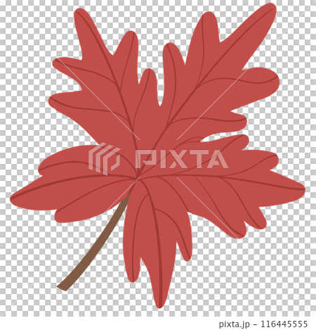 red maple leaf isolated on white background 116445555