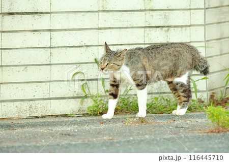 ねこ ねこ 116445710