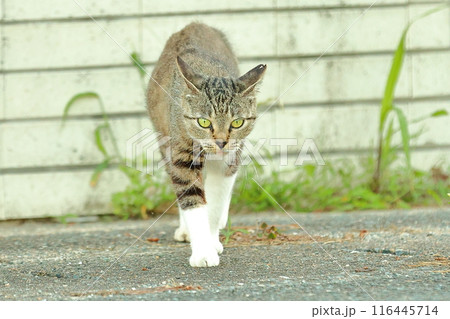 ねこ 116445714