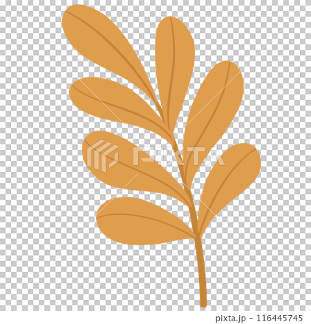 Autumn leaves Autumn leaves 116445745
