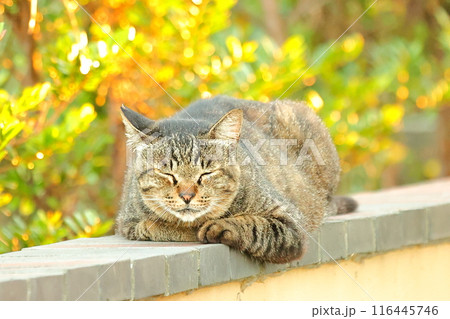 ねこ ねこ 116445746