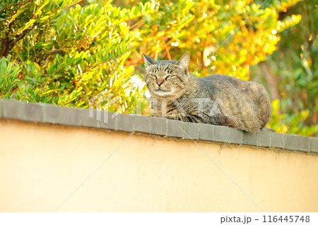 ねこ ねこ 116445748