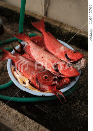 市場で売られている新鮮な魚 市場で売られている新鮮な魚 116445769