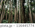 杉の木が並ぶ森 116445774
