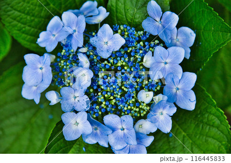春を迎え、雨上がりのアジサイが見頃の足羽山 春を迎え、雨上がりのアジサイが見頃の足羽山 116445833