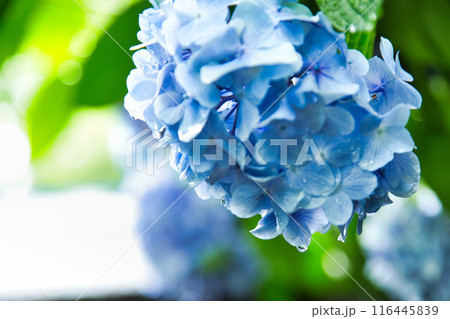 春を迎え、雨上がりのアジサイが見頃の足羽山 116445839