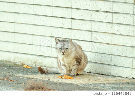 ねこ 116445843