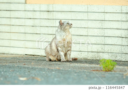 ねこ ねこ 116445847