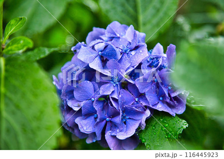 春を迎え、雨上がりのアジサイが見頃の足羽山 116445923