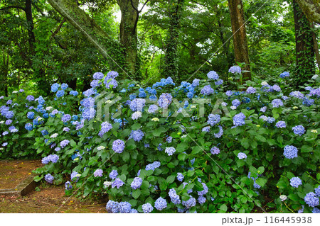 春を迎え、雨上がりのアジサイが見頃の足羽山 春を迎え、雨上がりのアジサイが見頃の足羽山 116445938
