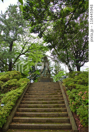 春を迎え、雨上がりのアジサイが見頃の足羽山 春を迎え、雨上がりのアジサイが見頃の足羽山 116445948