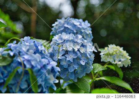 春を迎え、雨上がりのアジサイが見頃の足羽山 春を迎え、雨上がりのアジサイが見頃の足羽山 116446063