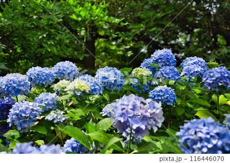 春を迎え、雨上がりのアジサイが見頃の足羽山 116446070