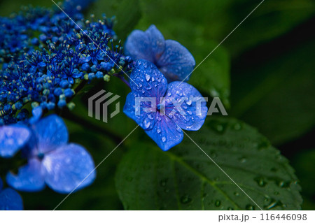 春を迎え、雨上がりのアジサイが見頃の足羽山 116446098