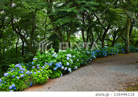 春を迎え、雨上がりのアジサイが見頃の足羽山 116446118