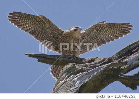 新世界に飛び出そうとするハヤブサ幼鳥 116446253