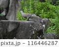 石の上のキジバト 116446287
