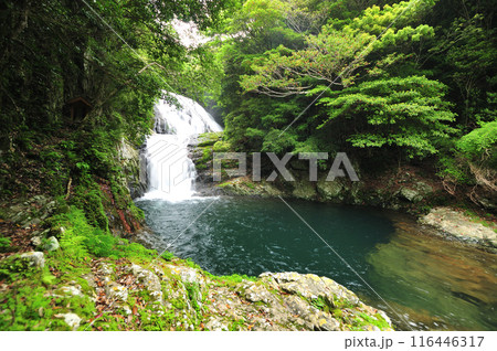 雫の滝 【和歌山県すさみ町】 雫の滝 【和歌山県すさみ町】 116446317