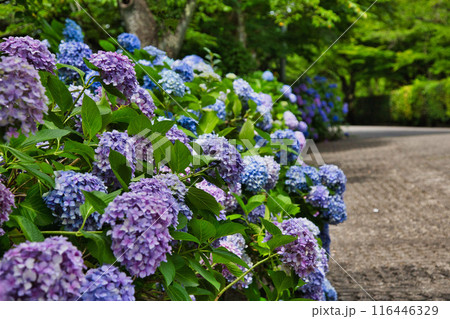 春を迎え、雨上がりのアジサイが見頃の足羽山 春を迎え、雨上がりのアジサイが見頃の足羽山 116446329