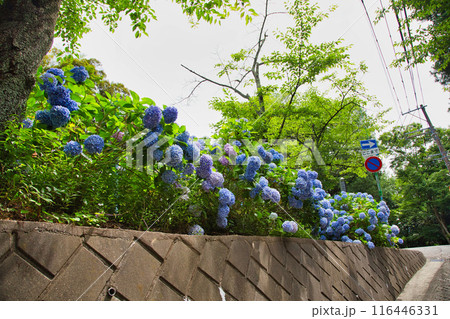 春を迎え、雨上がりのアジサイが見頃の足羽山 春を迎え、雨上がりのアジサイが見頃の足羽山 116446331