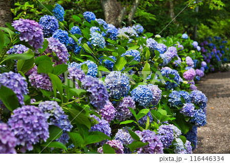 春を迎え、雨上がりのアジサイが見頃の足羽山 116446334