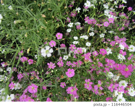 ピンクと白のカスミソウの花のアップ 116446504