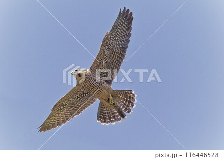 餌を別の場所に運ぶハヤブサ幼鳥 餌を別の場所に運ぶハヤブサ幼鳥 116446528