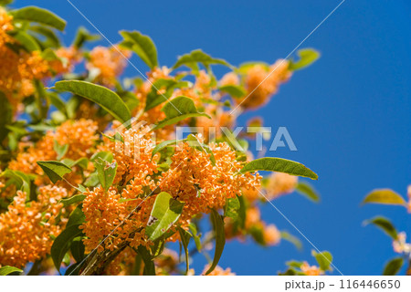 《秋の花》キンモクセイ 116446650