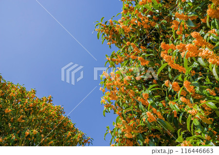 《秋の花》キンモクセイ 《秋の花》キンモクセイ 116446663