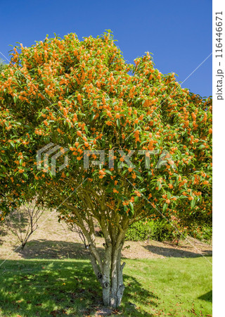《秋の花》キンモクセイ 《秋の花》キンモクセイ 116446671