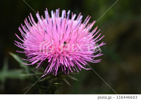 Pink thorny thistle flower. 116446683