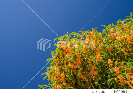 《秋の花》キンモクセイ 116446692