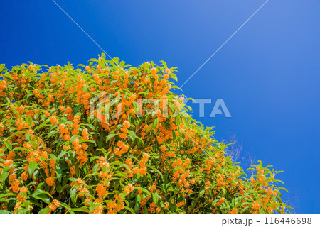 《秋の花》キンモクセイ 《秋の花》キンモクセイ 116446698
