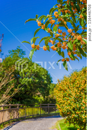 《秋イメージ》金木犀の咲く道 116446708