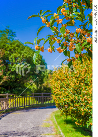 《秋イメージ》金木犀の咲く道 116446710