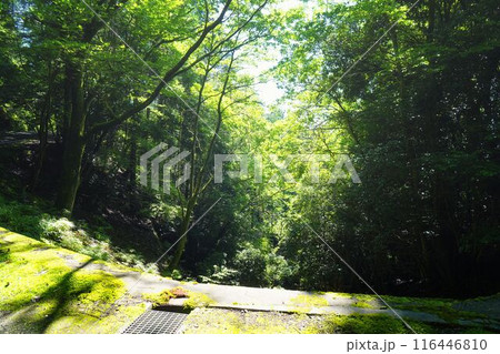 宇治の原生林 116446810