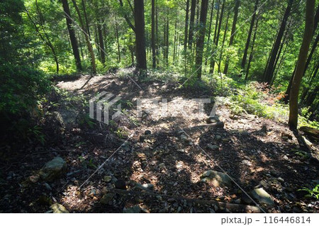 宇治の原生林 116446814