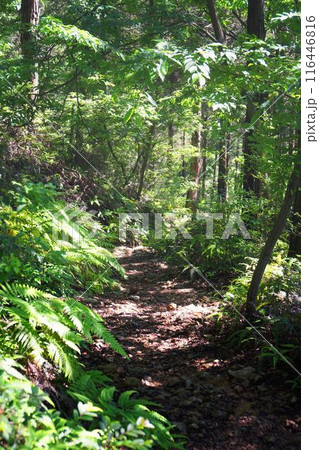 宇治の原生林 116446816