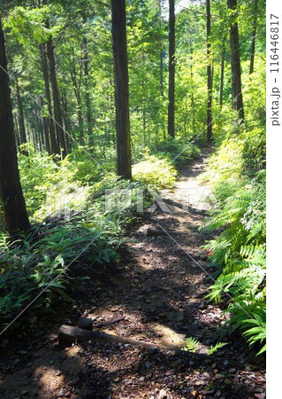 宇治の原生林 116446817