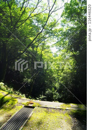 宇治の原生林 116446820