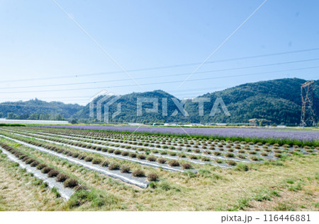 Lavender cultivation in a flower farm in Fraser Valley, BC, Canada Lavender cultivation in a flower farm in Fraser Valley, BC, Canada 116446881